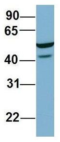 C22ORF28 antibody, Internal