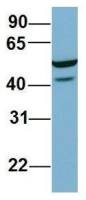 C22ORF28 antibody, Internal