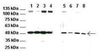 RNF128 antibody, C-term