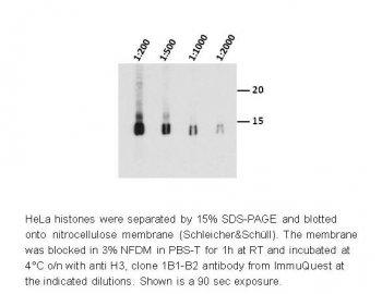 Histone H3 antibody [1B1-B2]
