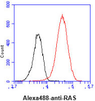RAS antibody [AT2G9]