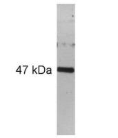 PAX6 antibody