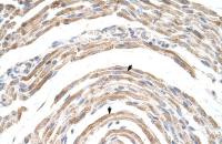 CPSF6 antibody, Internal