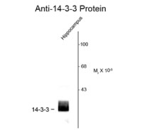 14-3-3 antibody