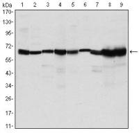 CARM1 antibody [3H2]