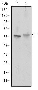ABCG2 antibody [3G8]