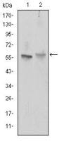 ABCG2 antibody [3G8]