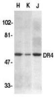 DR4 antibody
