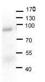 LSS antibody, N-term