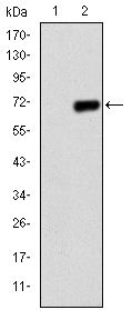 PGC1 alpha antibody [1G8]