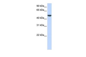 SPATA17 antibody, C-term