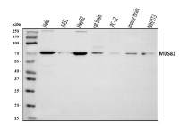 MUS81 antibody