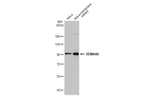SEMA4A antibody [C1C3]