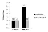 ERR alpha antibody [N1C3]
