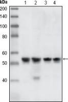 Chk1 antibody [2G1D5]