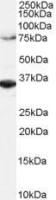 ORC3L antibody, C-term