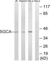 alpha Sarcoglycan antibody