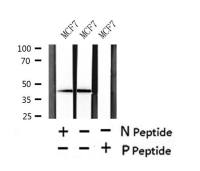 MPYS (phospho Ser366) antibody