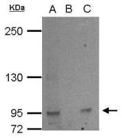 L3MBTL2 antibody