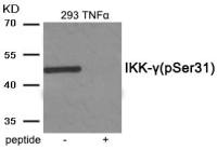 IKK gamma (phospho Ser31) antibody