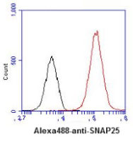 SNAP25 antibody [4E11]