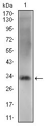 Rex1 antibody [5E11A6]