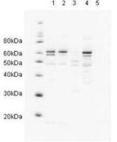 RAD23A antibody