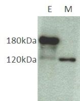 COL17A1 antibody [NC16a-3]