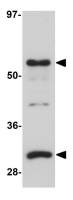 SGK493 antibody