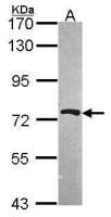 PRMT5 antibody [N3C3]