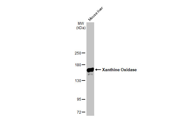 Xanthine Oxidase antibody [GT1319]