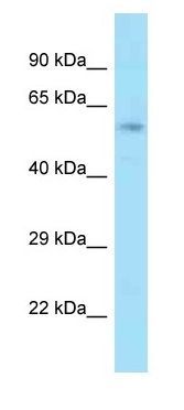 ACBD3 antibody, Internal