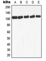 GAB1 (phospho Tyr659) antibody