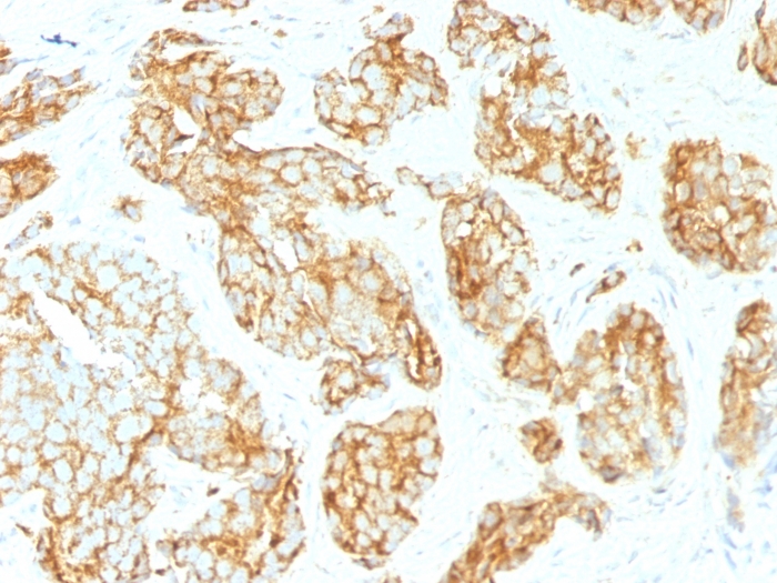 CD44v9 antibody [CD44v9/1459]
