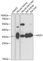 HADH antibody