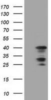 C16orf72 antibody [2D1]