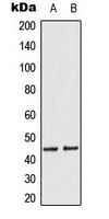 MEK1/2 (phospho Ser218/Ser222) antibody