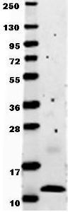 MCP1 / CCL2 antibody