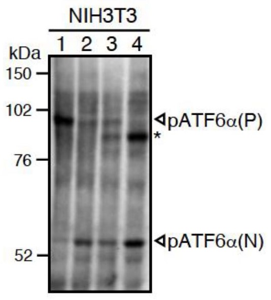 ATF6 antibody [37-1]