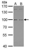 GPRC6A antibody [C3], C-term