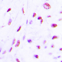 C/EBP beta (phospho Thr235) antibody