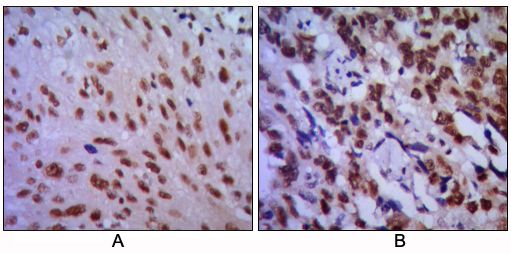 CDC2 antibody [8C5A6]