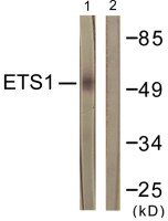 ETS1 antibody