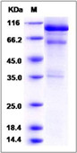 Mouse HGF protein (active)