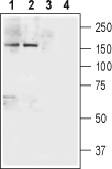 Neurexin 1 antibody