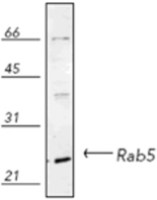 Rab5 antibody