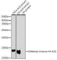 Histone H4K20me2 (di-methyl Lys20) antibody