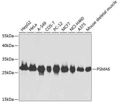PSMA6 antibody