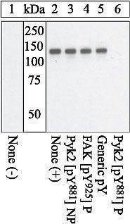 PYK2 (phospho Tyr881) antibody
