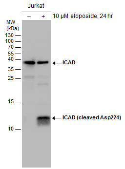 ICAD (cleaved Asp224) antibody